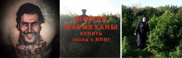 прущие грибы Белокуриха